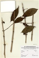 藏品(咖啡)的圖片